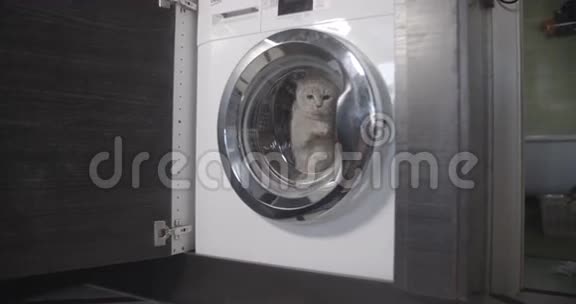 猫从白色洗衣机里逃出来颜色平平视频的预览图