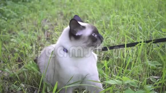 小猫小猫暹罗东方集团湄公河的短尾在绿草中的铅上行走视频的预览图