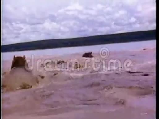 河马在河里游泳视频的预览图