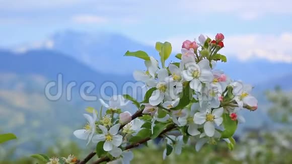 盛开的苹果树背景上有山视频的预览图