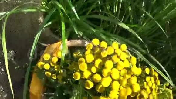 菜篮子中的草药用草本植物视频的预览图
