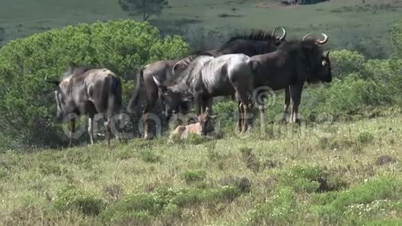 野牛在草地上放牧视频的预览图