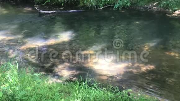 夏日的树林里流淌着河流美丽的景色视频的预览图