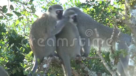 猴子在树上互相修饰视频的预览图