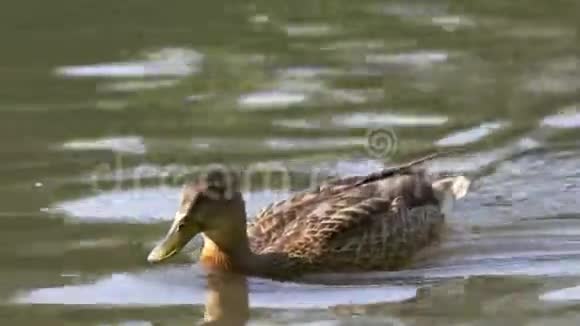 野鸭在池塘里游泳马拉德野鸭鸭嘴兽漂浮在湖面上带水的野鸭视频的预览图