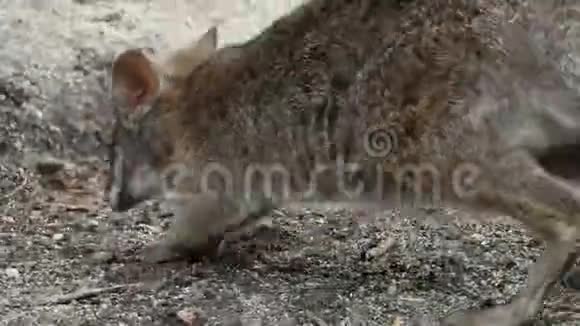 小袋鼠在动物园里嗅地视频的预览图