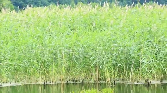 有高芦苇的池塘拉什湖野生大自然视频的预览图