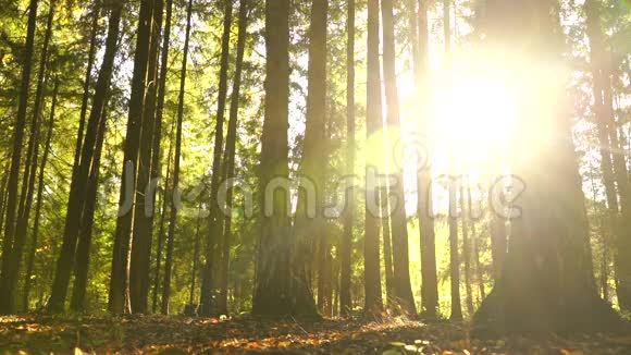 在阳光明媚的森林里骑自行车的情侣背光慢动作视频视频的预览图