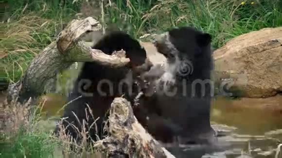 熊在水里打斗视频的预览图