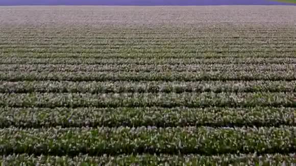 春天在荷兰美丽的彩色郁金香田野的鸟瞰视频的预览图