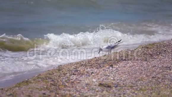 海上的海鸥慢动作视频的预览图