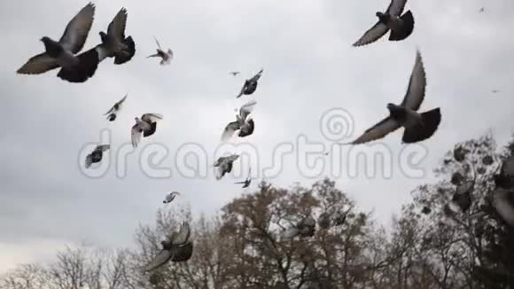 一群鸟一群鸽子飞来飞去视频的预览图