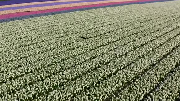 春天在荷兰美丽的彩色郁金香田野的鸟瞰视频的预览图
