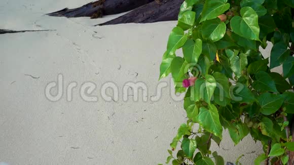 塞舌尔普拉斯林岛美丽的沙滩海洋和滚滚的波浪奇异的树木沿着视频的预览图