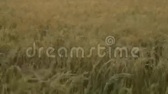 肥沃的稻田视频的预览图