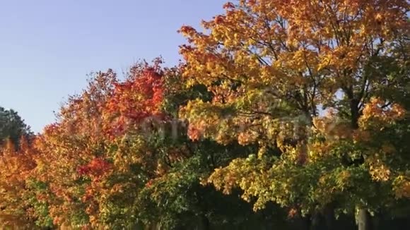 秋天的景色有金色的秋树和落叶小径两旁是秋树视频的预览图
