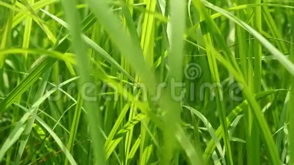 用阳光遮住模糊的热带绿草天然质地叶多汁树叶上的阳光视频的预览图
