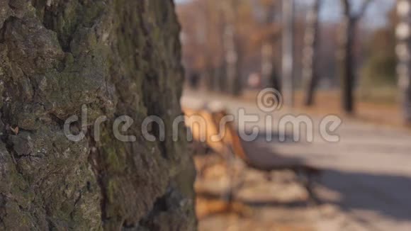 一树树皮与板凳秋视频的预览图