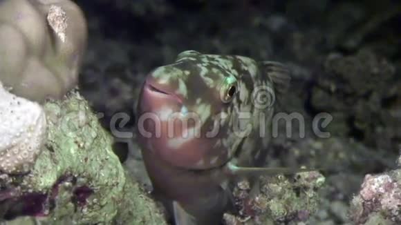 红海里的水下鱼视频的预览图