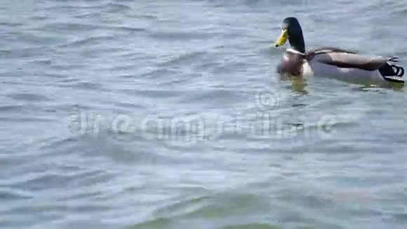 夏天鸭子在沼泽里游泳特写镜头视频的预览图