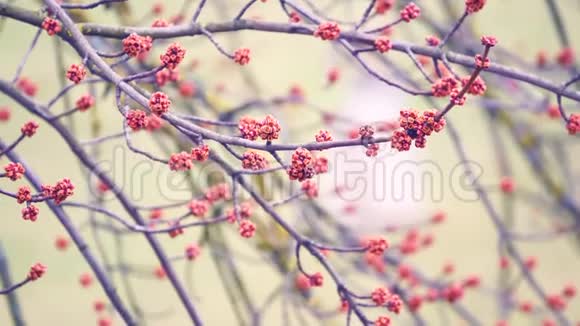 树枝上的春天树皮和肾脏视频的预览图