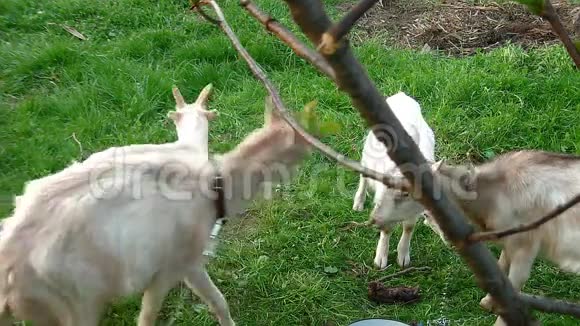 野外山羊家庭视频的预览图