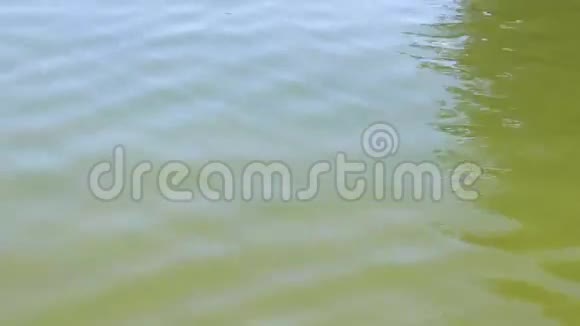 池塘水波视频的预览图