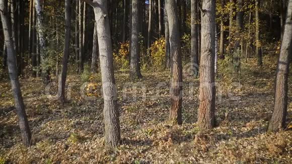 背着背包穿过树林的男游客视频的预览图
