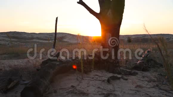 日落时分沙漠中的枯树视频的预览图