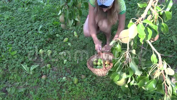 女农场工人把意外收获的梨收到柳条篮子里4K视频的预览图