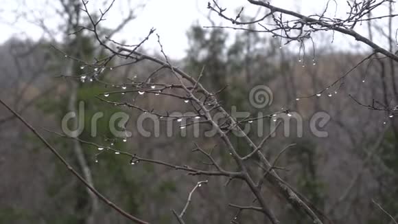秋天树枝上有一滴雨和黄叶视频的预览图
