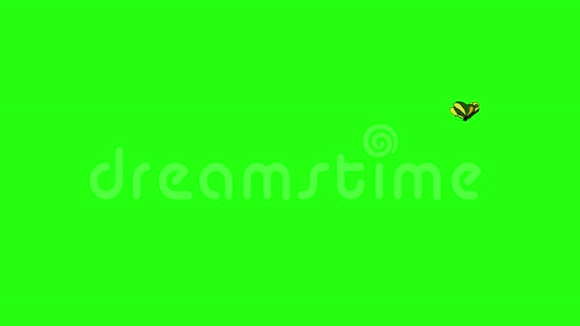 绿色和白色条纹蝴蝶的颜色视频的预览图