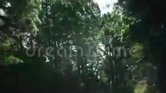 车在森林里的路上行驶视频的预览图