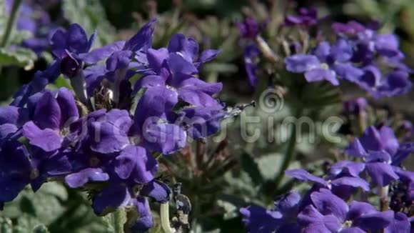 花园地面上的紫色马鞭草近处视频的预览图