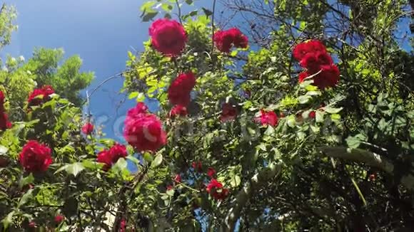 玫瑰盆上盛开的玫瑰视频的预览图
