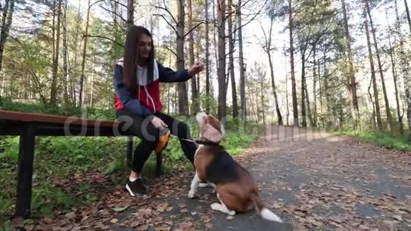 秋天公园里有一只迷人的狗在遛视频的预览图