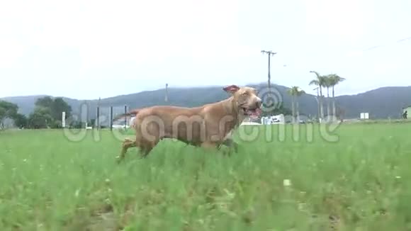 狗跑过草地视频的预览图