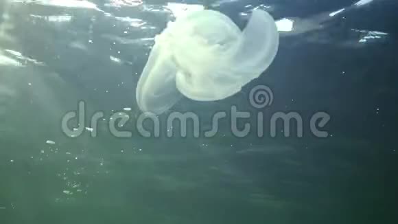 海洋入侵水母视频的预览图