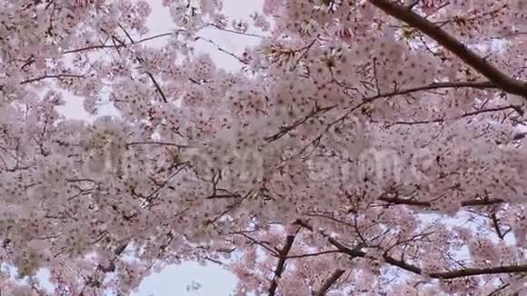 关闭日本樱花视频的预览图