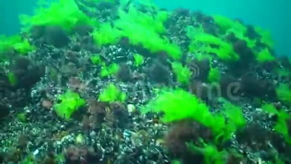 黑海的绿藻乌尔瓦浒苔乌克兰黑海植物区系视频的预览图