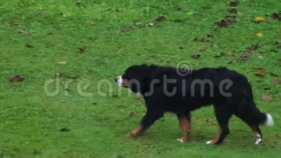 伯尼斯山狗在草地上视频的预览图