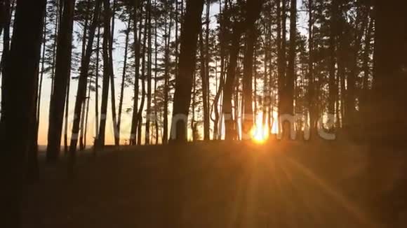 明亮的阳光穿透森林中的树木视频的预览图