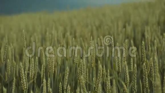 乌云笼罩着金色的麦田小麦或黑麦的耳朵在风中移动美丽的自然纯净的区域视频的预览图