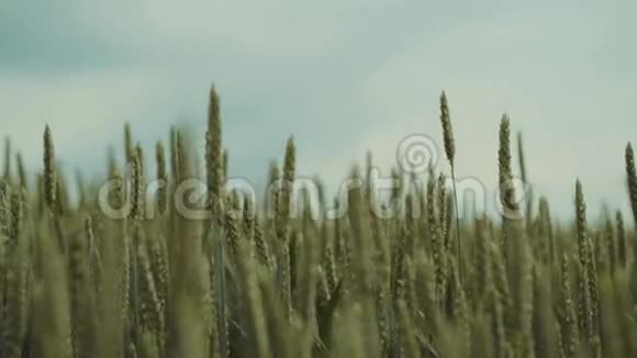 风玩场上未熟的青金黄或黑麦大自然之美春天的时光纯粹的自然视频的预览图