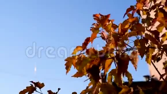 在风中摇曳的红色和黄色的光的叶子把太阳的光线照在秋天的蓝天上视频的预览图