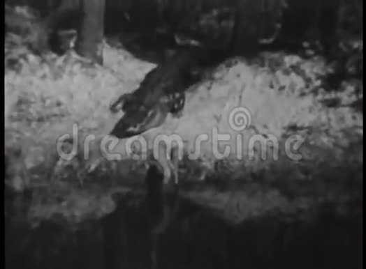 鳄鱼爬行入河视频的预览图