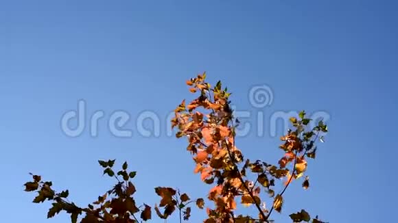 在风中摇曳的红色和黄色的光的叶子把太阳的光线照在秋天的蓝天上视频的预览图