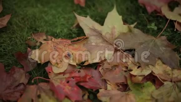 秋天的时候地上的枫叶视频的预览图