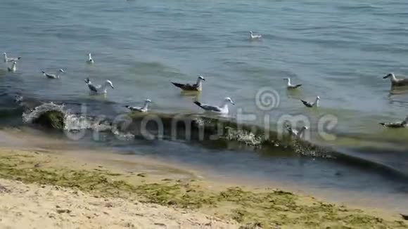 海鸥在黑海的波浪上漂浮视频的预览图