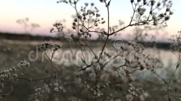 白色的花朵在水和粉红色的夜空中绽放视频的预览图